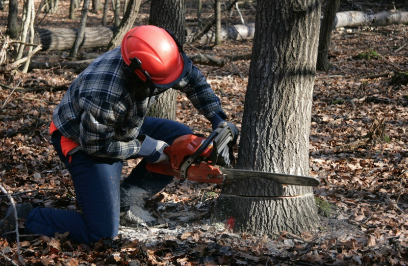 top rated virginia beach tree removal companies