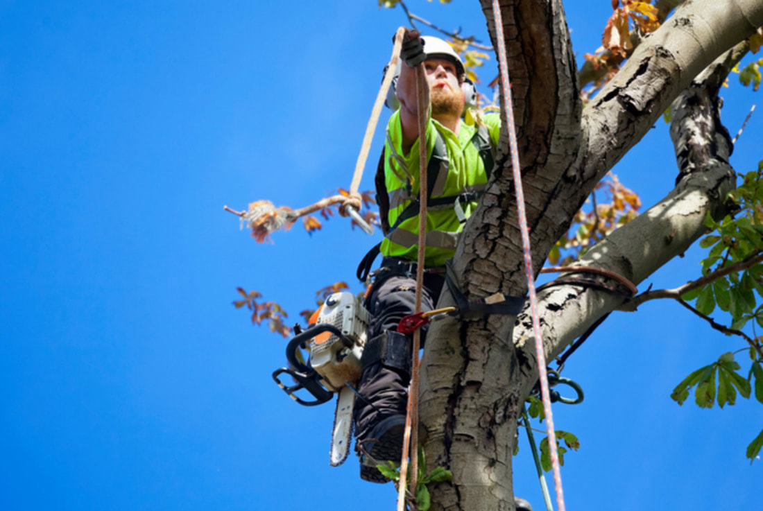 precision tree removal service chesapeake