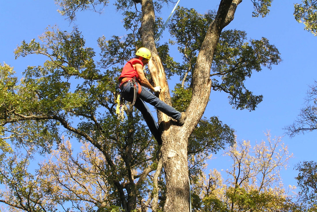 chesapeake cheap tree removal companies