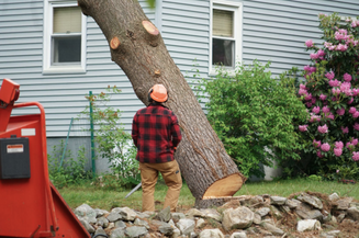 tree cutting service chesapeake virginia