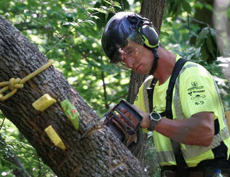 tree removal specialists in norfolk va