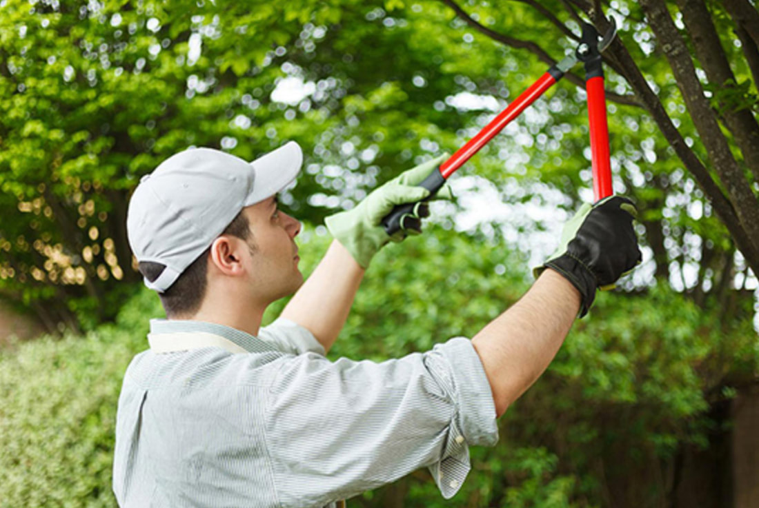 affordable tree trimmers in norfolk 